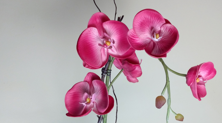 Fuscia Phalaenopsis Orchid arrangement