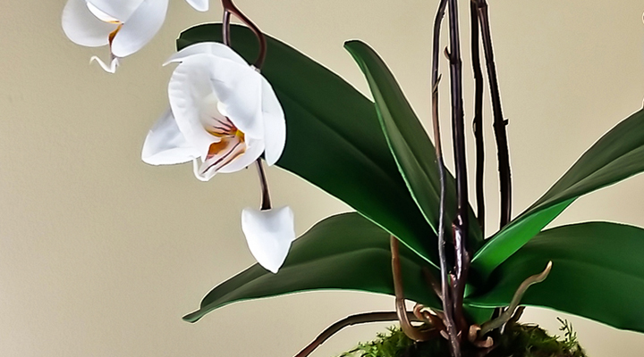 Kokedama White Orchid arrangement