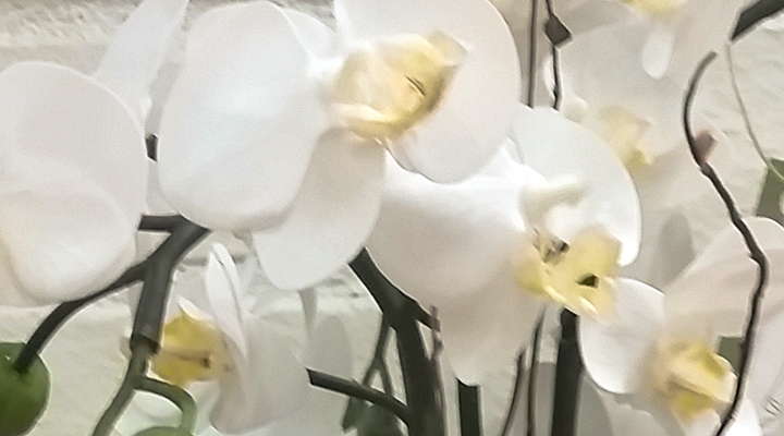 Small White Orchids in Moss Arrangement