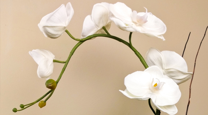 White Phalaenopsis Orchid arrangement